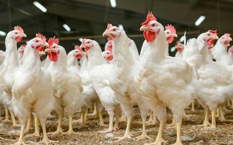 نرخ هر کیلو مرغ 30 هزار تومان
